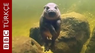 Yavru Cüce Su Aygırının Ilk Yüzme Keyfi - Bbc Türkçe