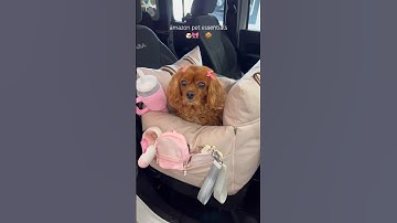 linked in bio on amazon storefront!🐶 #amazonpets #amazonhome #asmr #amazonfinds #amazonmusthaves