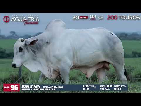 LOTE 96