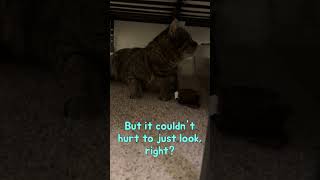 Rescue Cat Louie Wants a Kitten