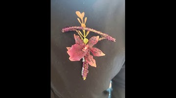 Hoa cho hoa đeo tay cô dâu ,chú rể