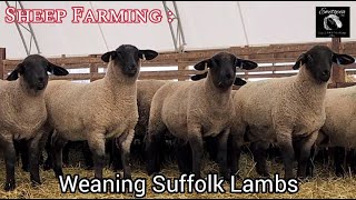 Sheep Farming: Weaning Suffolk Lambs