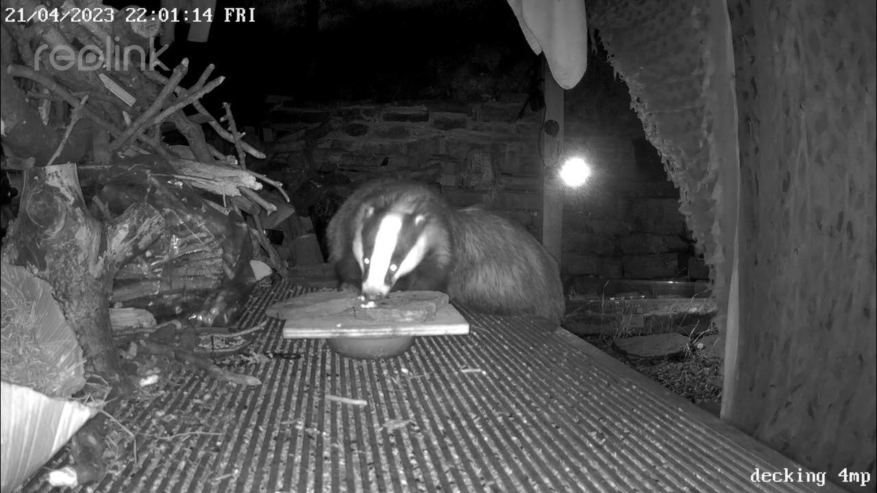 male-and-female-badgers-sharing-food-on-our-decking-uk-british-wildlife