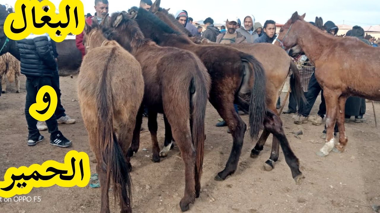 مباشرة من سوق الخميس تاوجطات🇲🇦 18/03/2021 😍أثمنة البغال🐴 و الحمير تحت طلبكم