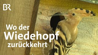 Wiedehopf - Vogel des Jahres 2022: Brutpaare in der Oberpfalz? | Zwischen Spessart & Karwendel | BR