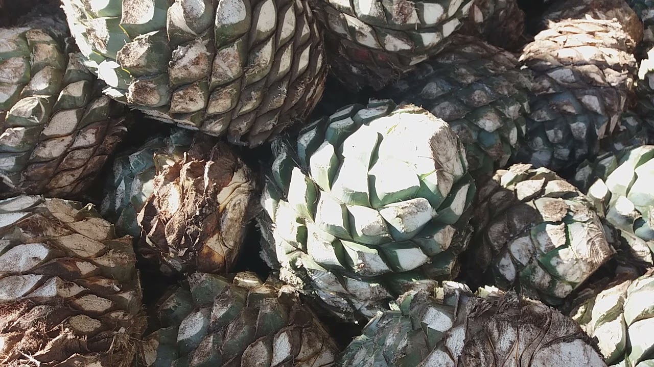 Fabrico de tequila. Tequila, Guadalajara/Tequila factory. Tequila, Guadalajara, Mexico. YouTube