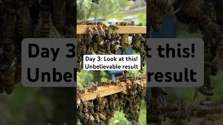 Bees Built This in 3 Days?! 🐝 #shorts #beekeeping