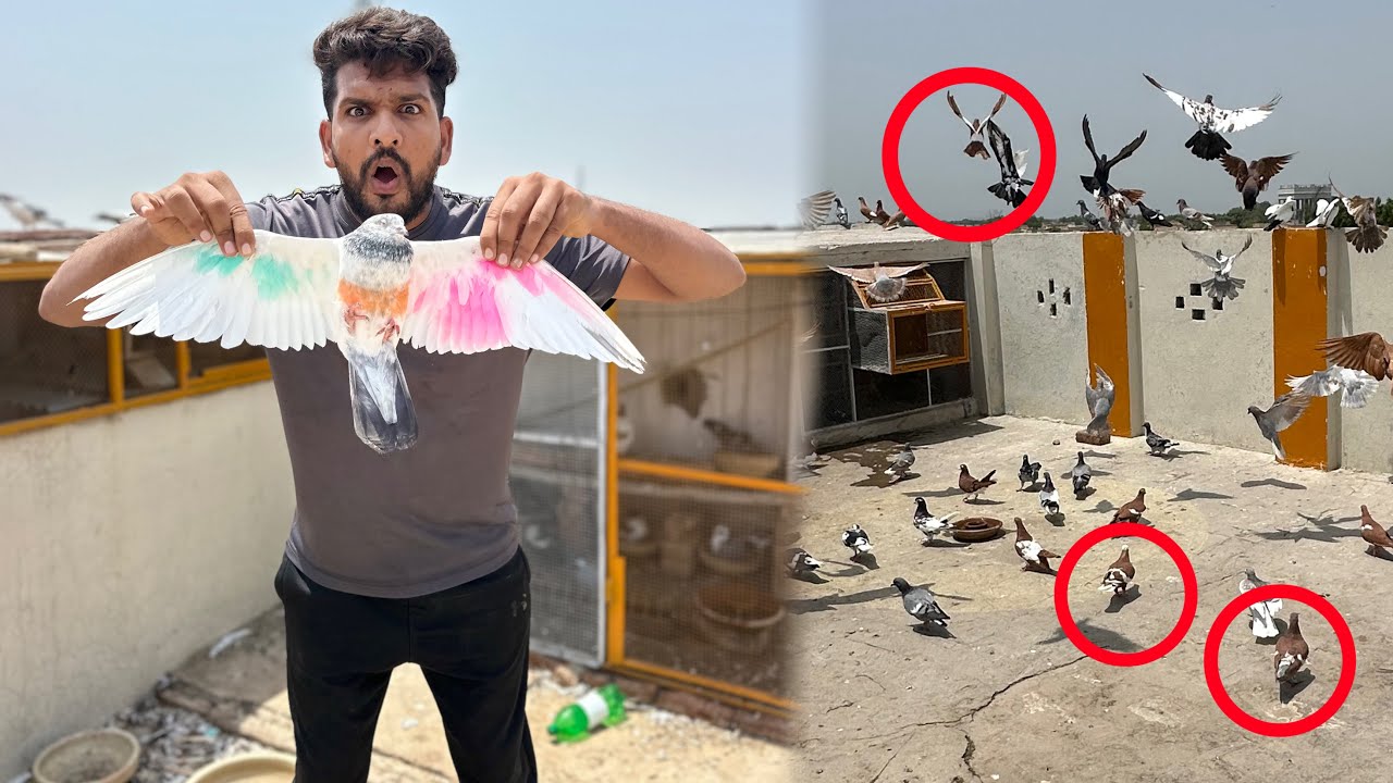 Aaj 3 kabutaro ko utar liya or ya kia hua 😳😳