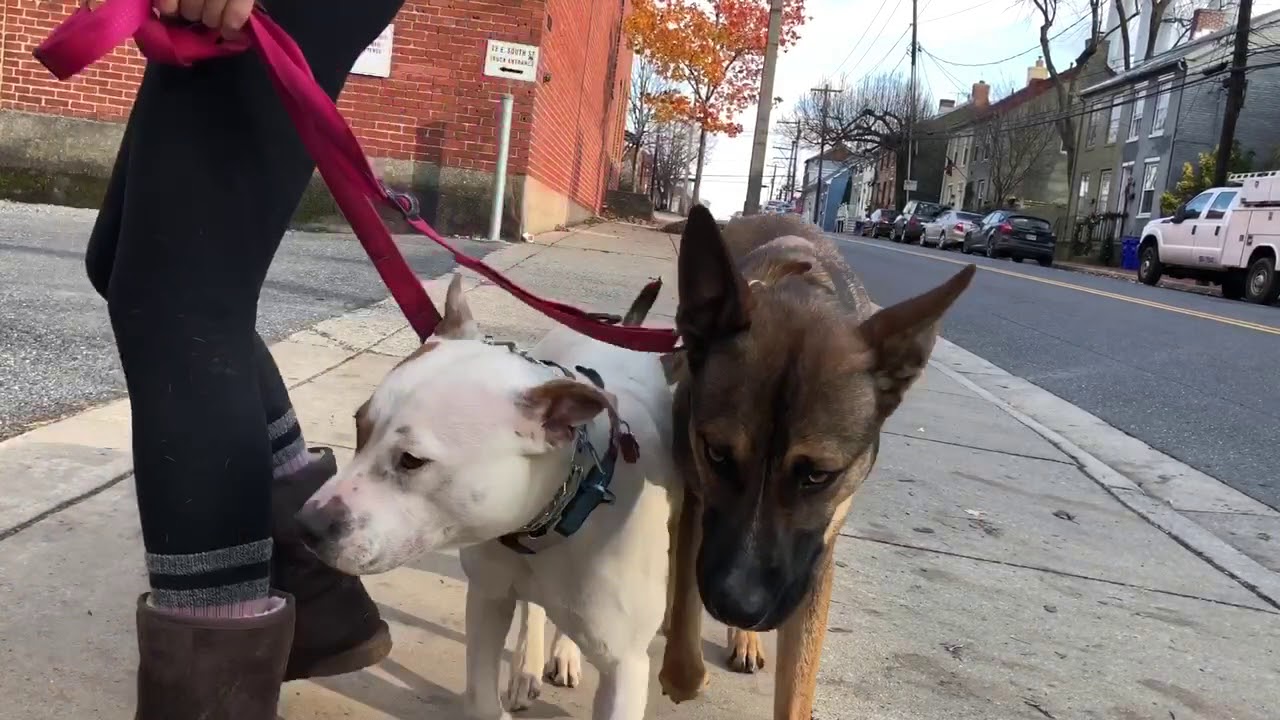 Heeling Two Dogs! - YouTube