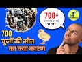 700 चूजों की मौत के क्या कारण हो सकते हैं? First seven days chicks care | How to care Day old Chick