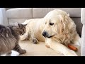 Golden Retriever thinks the Cats want to Steal her Carrots