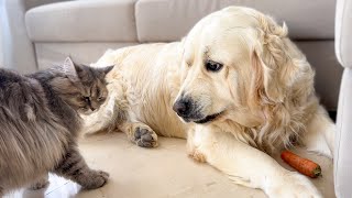 Golden Retriever thinks the Cats want to Steal her Carrots