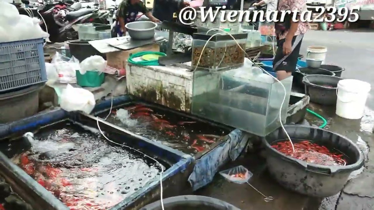 Ikan koi Baru datang di pasar ikan hias bandarjo ungaran.@Wiennarta2395.