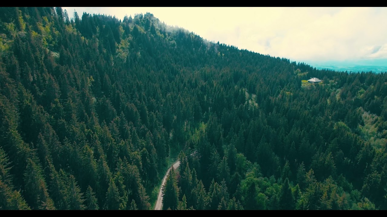 Royalty Free 4k drone shot of forest