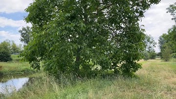 Phát hiện cây hạt óc chó tự mọc bên đường chi chít trái. Miền quê nước Đức