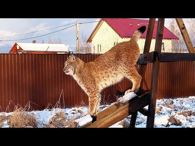 ПРОГУЛКА С РЫСЯМИ И ОБЛОМ УМКИ