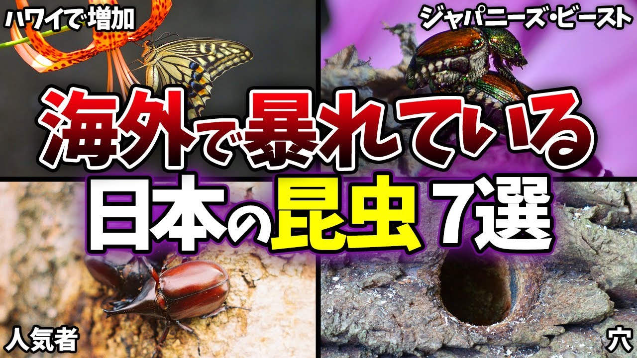 【ゆっくり解説】海外で外来種として暴れている日本の昆虫7選【外来種】 - YouTube