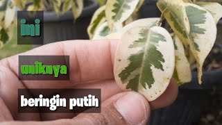White banyan (Ficus benjamina) beautiful bonsai material
