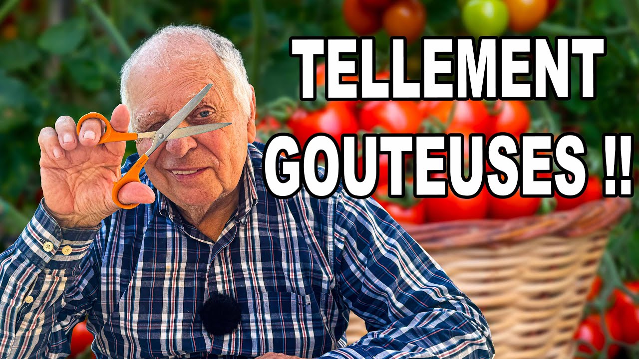 La VRAIE MÉTHODE pour avoir des tomates GOUTEUSES !  🍅