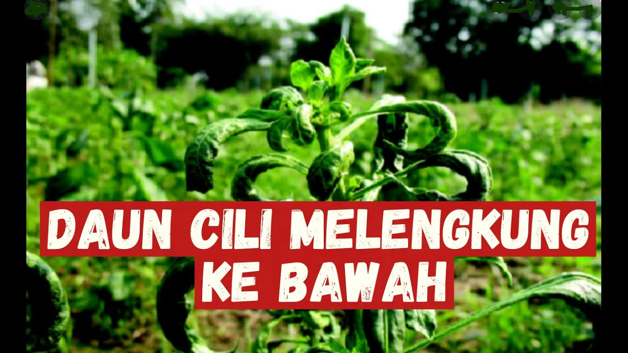 daun cili melengkung ke bawah