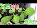 白菜栽培①　種まきから発芽まで　2024年