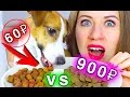 ВСЯ ПРАВДА КОРМ Для Собак и Кошек ДОРОГО VS ДЕШЕВО КОРМ | Elli Di Pets