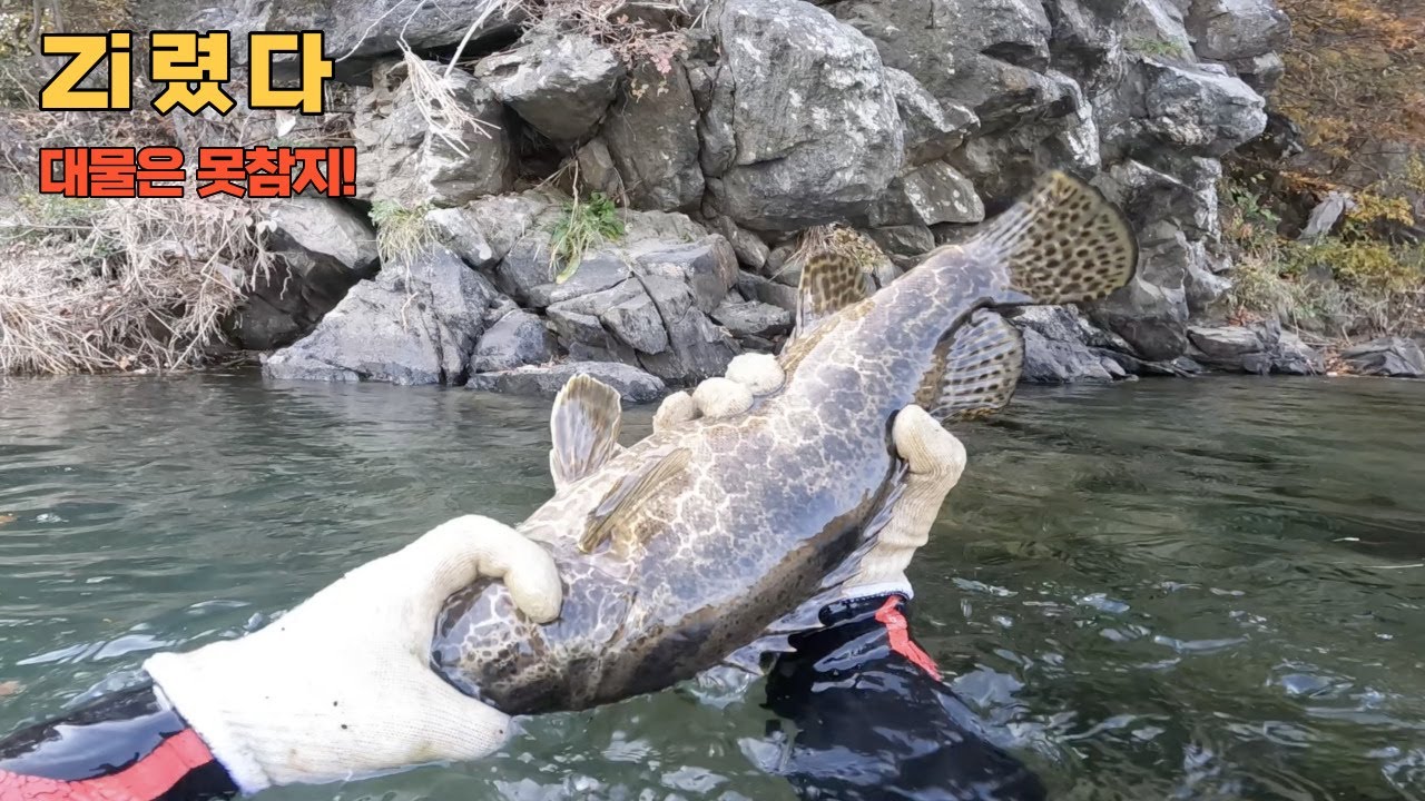 사이즈 실화!? 이걸 맨손으로!? 대물 쏘가리x2는 못참지!