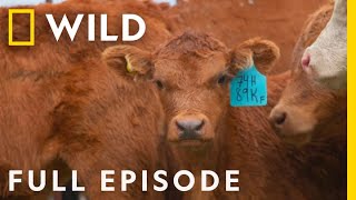 Just Another Manic Meatball (Full Episode) | Dr. Oakley, Yukon Vet