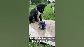 cats vs eXMars robotic rubik
