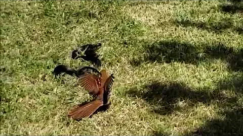 Brown Thrasher versus Southern Black Racer