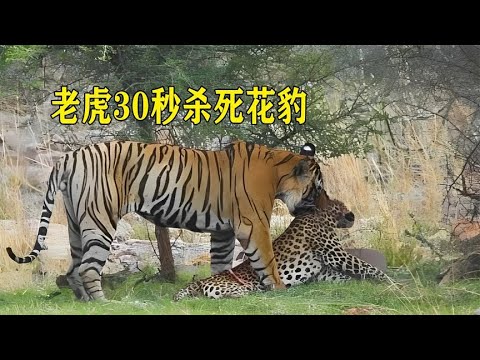 老虎30秒杀死花豹，同等体型下，豹的实力不如虎吗？