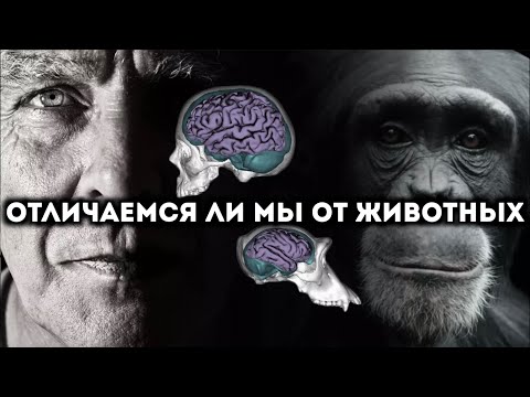 Особенность мозга человека и отличаемся ли мы от животных