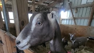 Goat Moms Live Syman Says Farms