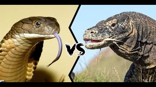 Power of Komodo dragon over Snake #komodo #snakefight #komododragon #animalfightandkids #animals