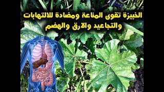 هل تعلم ان الخبيزة تقوى المناعة ومضادة للالتهابات والتجاعيد والارق والهضم عند تناول الخبيزة !!