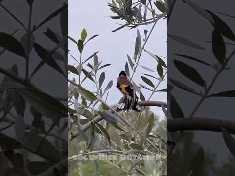 مستی سهره در طبیعت