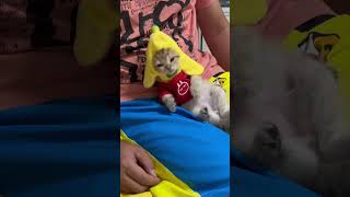 Cute Kittens❤️【3】#Shorts #Cutecat520 #Cat #Kittens #Pets