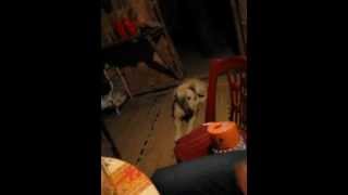 Download Lagu Sleepy dog at Ban Ho village 2 MP3 Download Lagu Sleepy dog at Ban Ho village 2 MP3