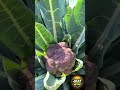 Golden garden vegetables harvesting day #freshlypicked #gardening #homegardening #shortsvideo