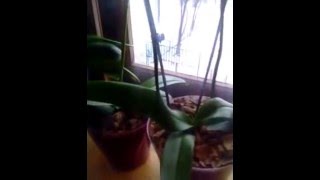 Выращивание орхидей в закрытых горшках