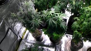 Decided to kill my sick plants & New setup