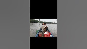 câu cá ngát sông câu mồi tôm dâm cá ăn cực nhạy #shots