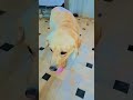 Labrador Max dog 🐶 #funny #doggielife #funnyanimal #viral #funnydog #labrador #comedy #ytshorts