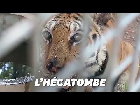 Vidéo: Tigres Du Temple Du Tigre En Thaïlande En Train De Mourir