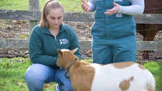 Famacha Scoring In Small Ruminants