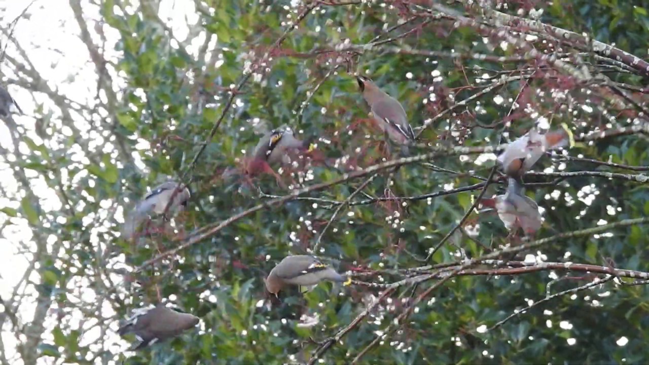 Waxwings / Dunblane / 22-01-2020 