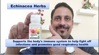 Benefits of Echinacea herb or Echinacea  supplement