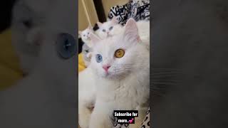 Baby, Blu Bailey My Babies