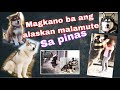 Magkano ba ang alaskan malamute sa pinas : の動画、YouTube動画。