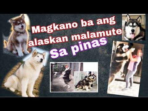 Video: Magkano Ang Isang Malamute Na Tuta